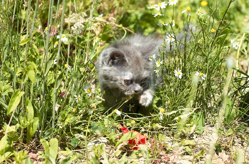 BRITISH SHORTHAIR C046.jpg